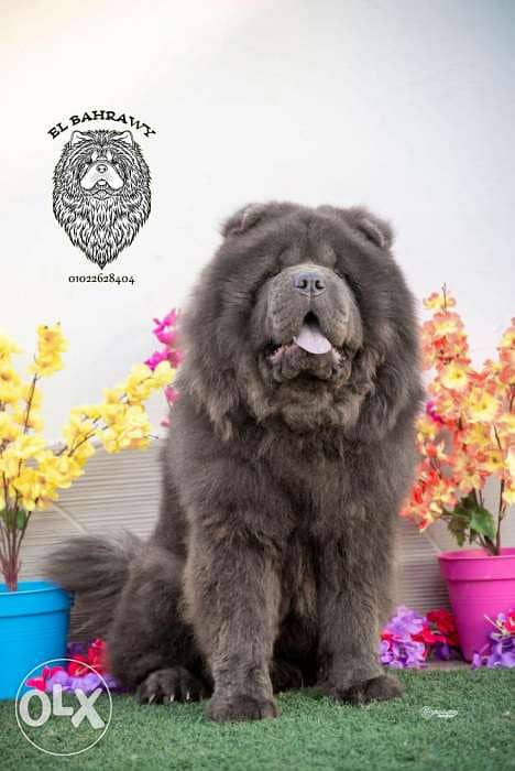 تشاو تشاو chow chow with pedegree fci 1