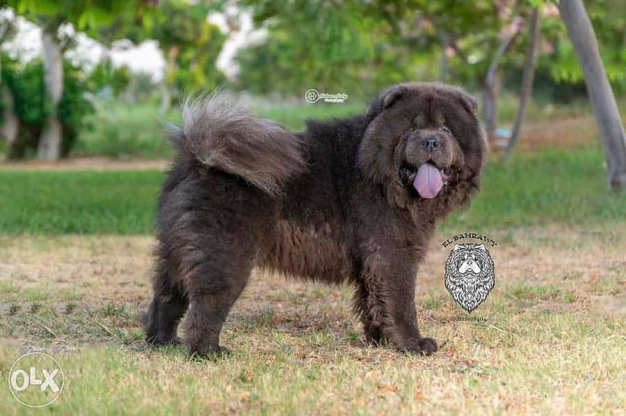 تشاو تشاو chow chow with pedegree fci 2