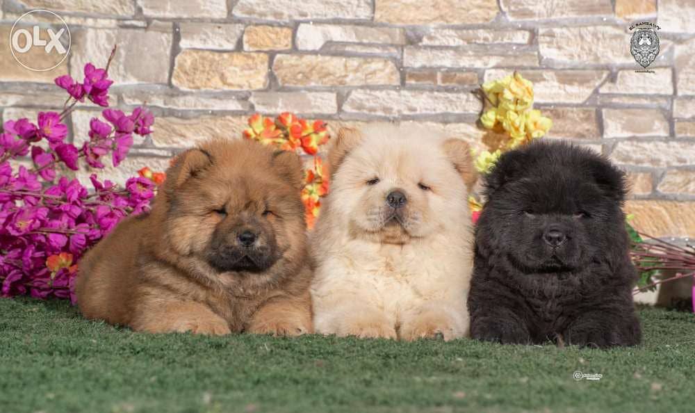 تشاو تشاو chow chow with pedegree fci 3