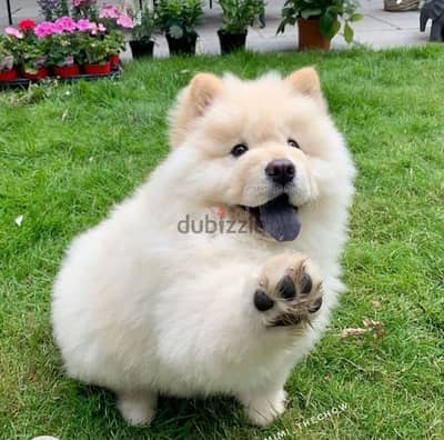 تشاو شاو دباديب اعلى مستوى شاو اهالى مستوردين chow chow puppies top