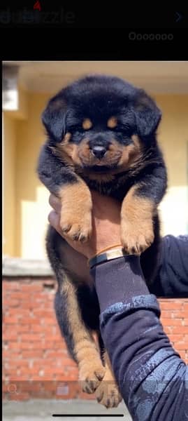 Super Puppies Rottweiler