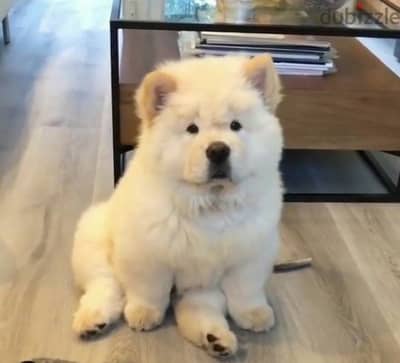 تشاو اتشاو اهالى مستوردين شاو اعلى مواصفات chow chow top breed