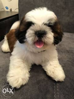 Imported Shihtzu From Ukraine Male 2,5 Months Full documents 0