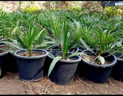 يتوافر نخيل برجي ومجدول وسكري وسماني وزغلول وحياتي وسيوي