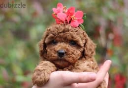 Toy poodle female Red Brawn color  توي بودل