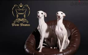 IMPORTED Greyhound puppies With Fci Documents