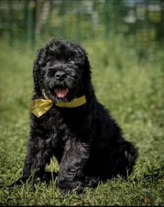 Black Russian Terrier  Super Quality !!!