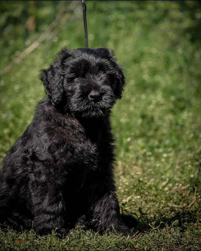 Black Russian Terrier  Super Quality !!! 3