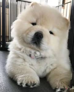 Cute baby outlet chow chow