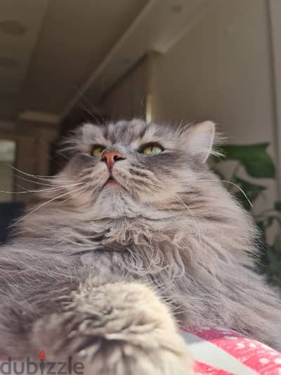 استضافة قطط Kitty Hotel