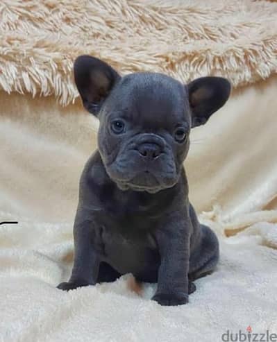 french bulldog blue