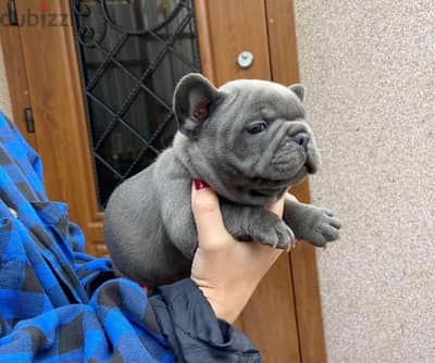 blue_french_bulldogs