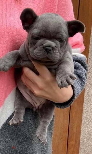 french bulldog بلو