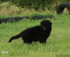 imported FCI pedigree royal black puppies, show class