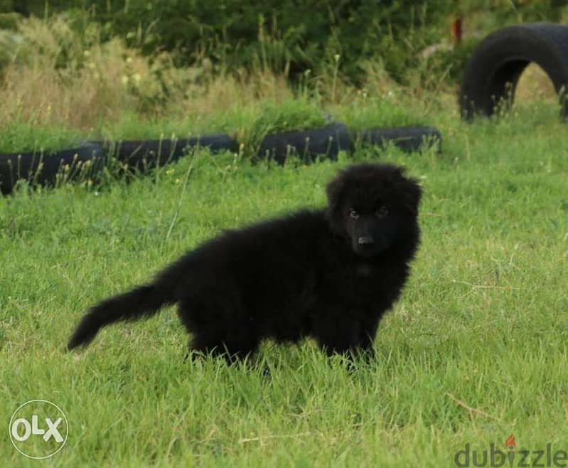 imported FCI pedigree royal black puppies, show class 0