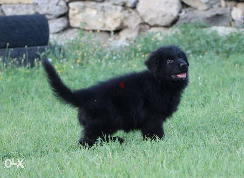 imported FCI pedigree royal black puppies, show class 1