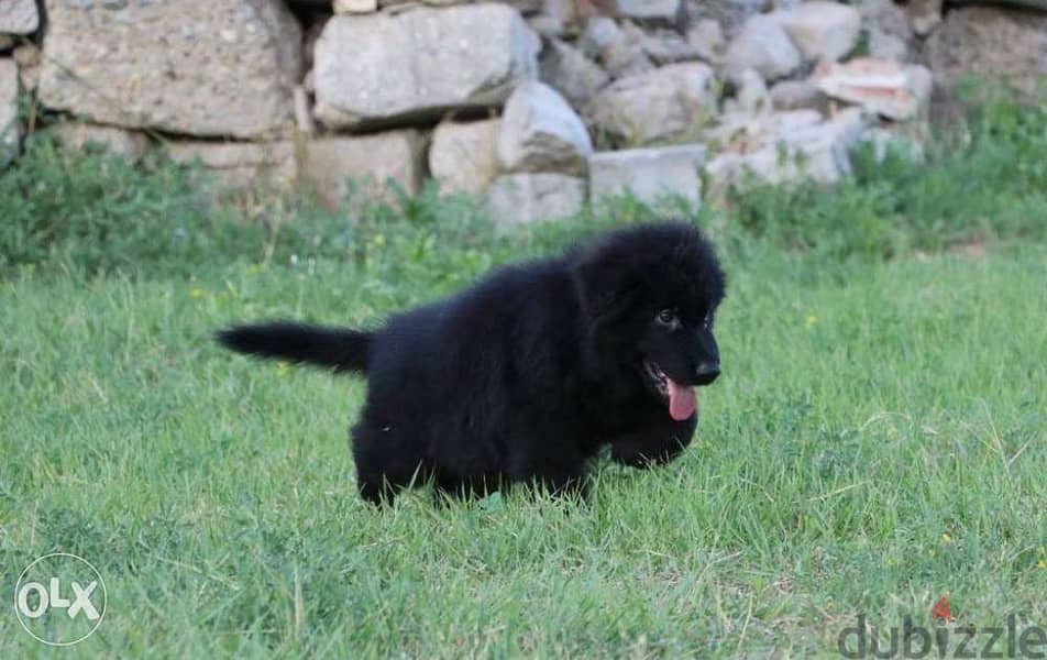 imported FCI pedigree royal black puppies, show class 2
