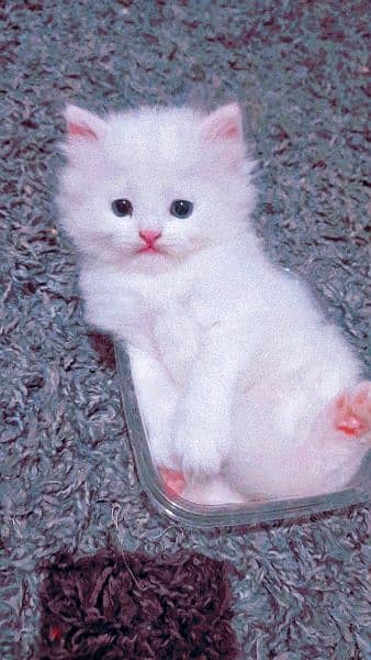 Pure persian kitten for sale 3