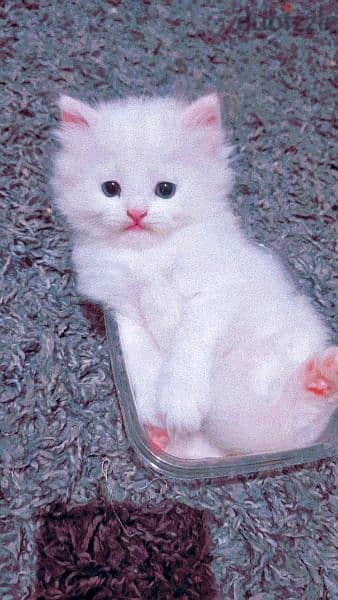 Pure persian kitten for sale 5