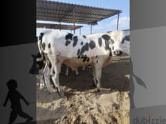 عجول و أبقار الاضاحي اوزان من ٣٥٠ ل ٤٠٠ كيلو باعلي نسبة تصافي اورجانك 0