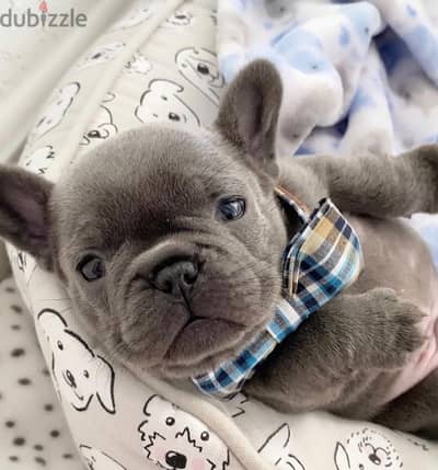 french_bulldogs_blue