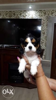 3 Months Cavalier King Charles Spaniel Female Imported From Ukraine 0