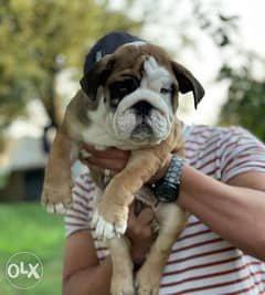 Arrived To Egypt 2 Months English Bulldog Male Full Documents Top Qual 0