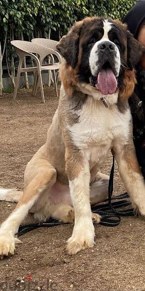 male Saint Bernard for mating للزواج 1