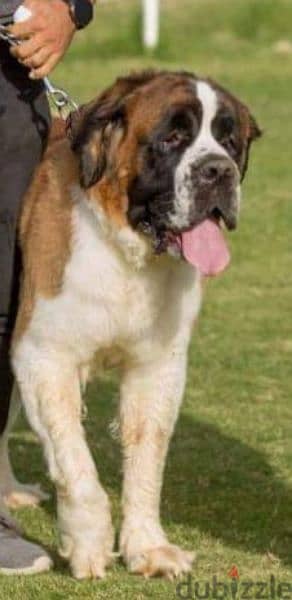 male Saint Bernard for mating للزواج 2