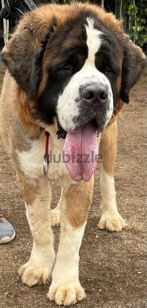 male Saint Bernard for mating للزواج 3