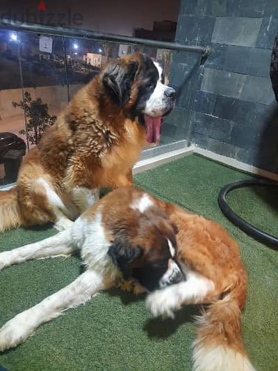 male Saint Bernard for mating للزواج