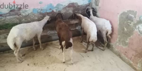غنم برقي وغنم بلدي