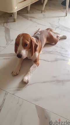 Male Beagle Dog