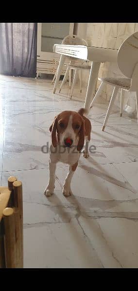 Male Beagle Dog 1