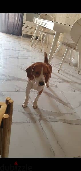 Male Beagle Dog 2