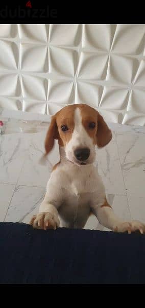 Male Beagle Dog 3