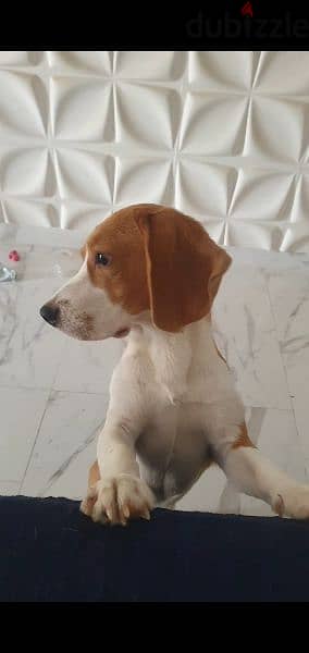 Male Beagle Dog 4
