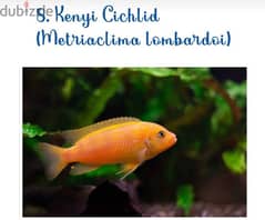 African Cichlid Fish 0