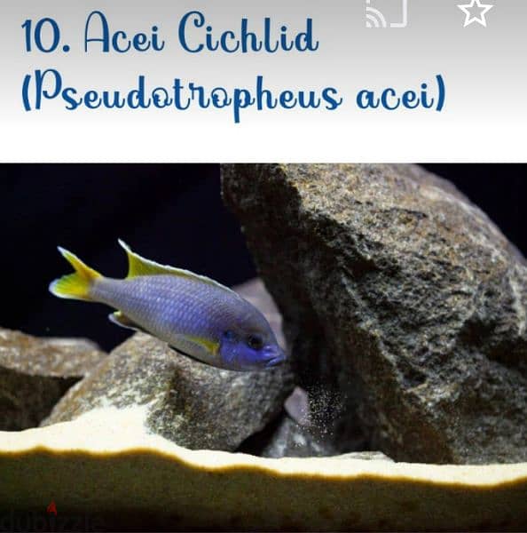 African Cichlid Fish 1