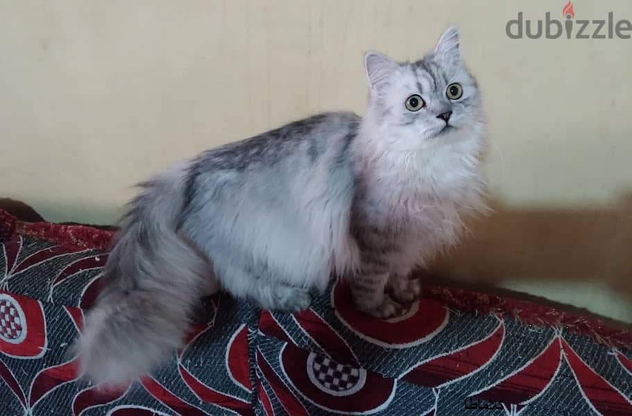 قطط شيرازي رائعة 5