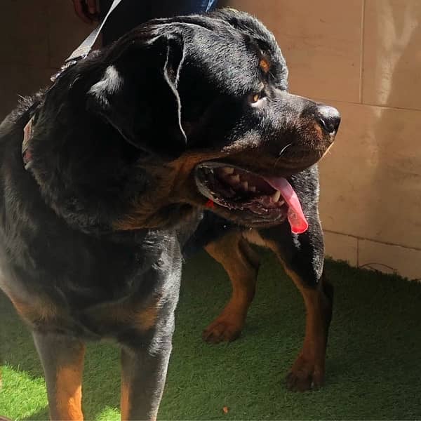 Adult Male Rottweiler, Looking for a home 1