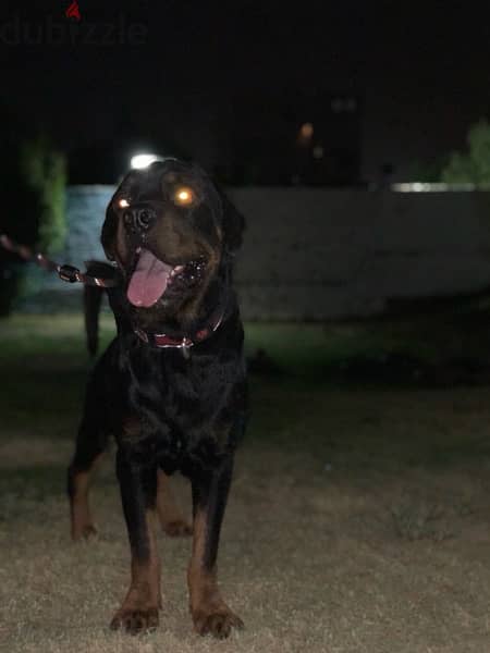 Adult Male Rottweiler, Looking for a home 2