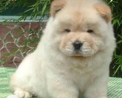 أجمل دباديب تشاو شاو اهالى مستوردين اتشاو chow chow  puppies