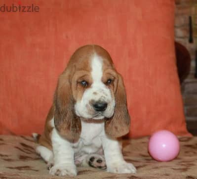 Imported Basset hound From Russia