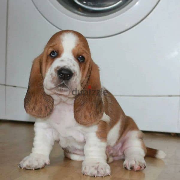 Imported Basset hound From Russia 1