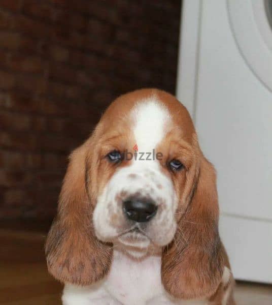 Imported Basset hound From Russia 2