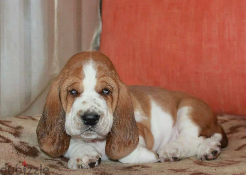 Imported Basset hound From Russia 3