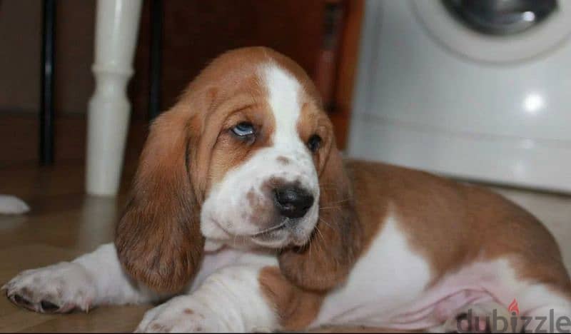 Imported Basset hound From Russia 4