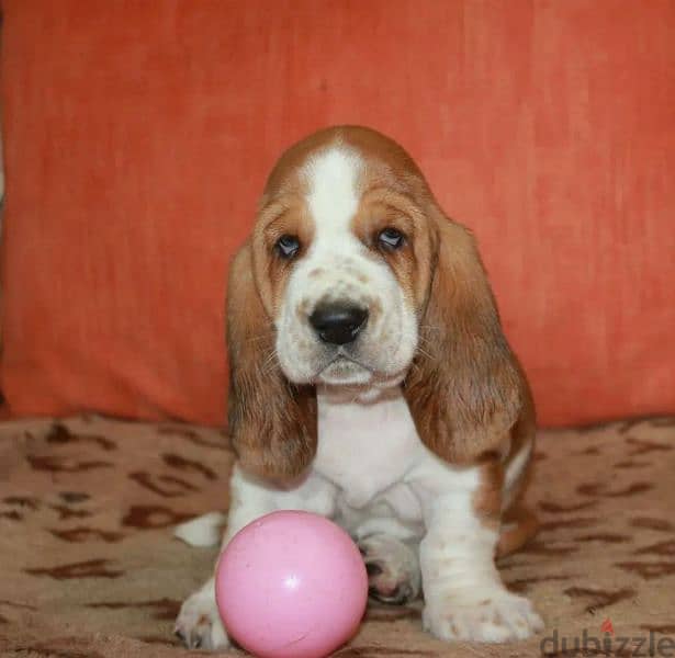 Imported Basset hound From Russia 5