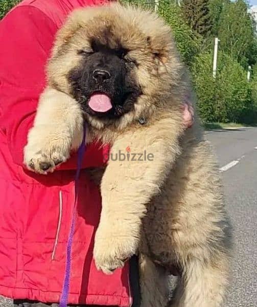 how much do russian bear dogs cost